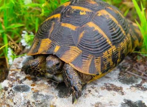 Beautiful turtle in the wild Stock Photos