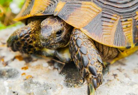 Beautiful turtle in the wild Stock Photos