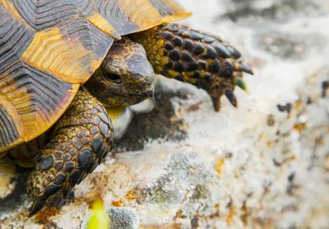 Beautiful turtle in the wild Stock Photos