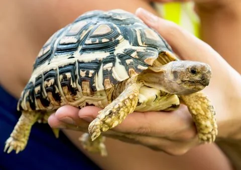Beautiful turtle in a woman's hand Stock Photos