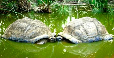 Beautiful turtles in green water Stock Photos