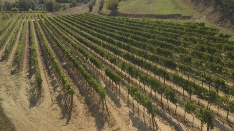 Beautiful Tuscan fields Stock Footage 105549968