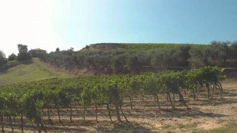 Beautiful Tuscan fields Stock Footage 105551243