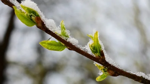 Beautiful twig Stock Footage 128804394