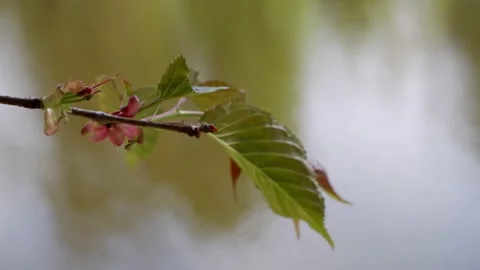 A beautiful twig moves in the wind. Stock Footage 154415210