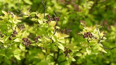 A beautiful twig moves in the wind. Stock Footage 154415218