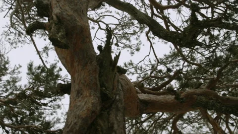 Beautiful twisted pine bouquets Stock Footage 149758347