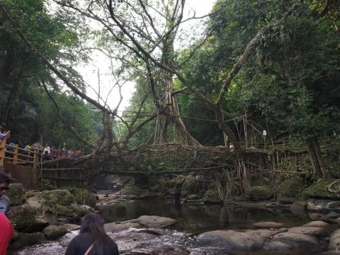 Beautiful two tree bridge view in countryside area Foto stock