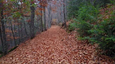 Beautiful typical autumn landscape Stock Footage 99992709
