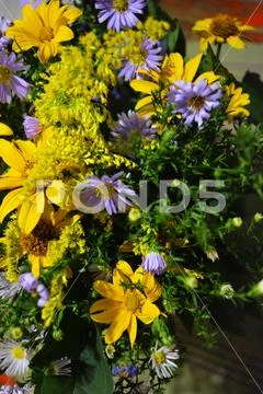 Beautiful Ukrainian wildflowers with different flowers and an inflorescence. Stock Photos