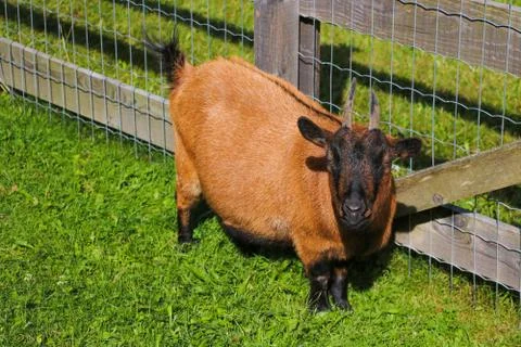 A beautiful undersized sheep stands in a clearing and looks carefully. Select 写真素材