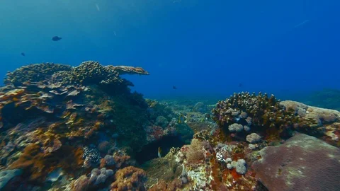 Beautiful Underwater background, camera observing corals and fish in wreck Stock Footage 91110371