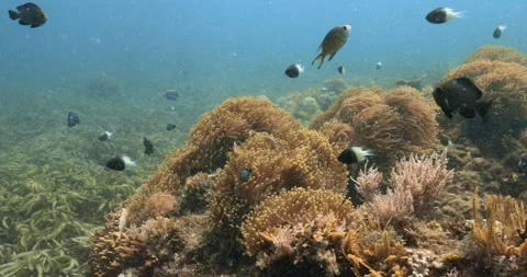 Beautiful underwater environment of colored fish and reefs. Stock Footage 253778256