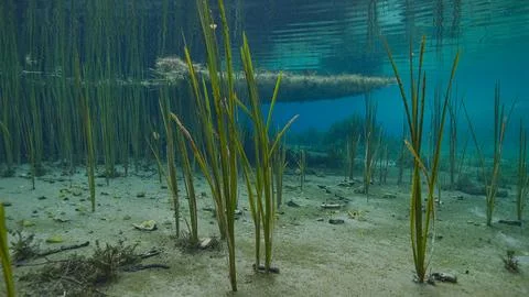 Beautiful underwater environment with a forest of algae and reeds in a spring Stock Photos