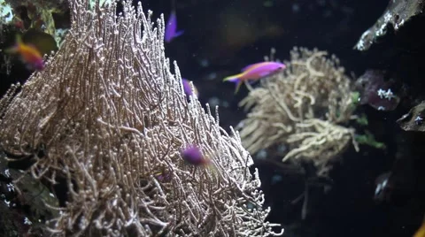 Beautiful underwater plants Stock Footage 47392991