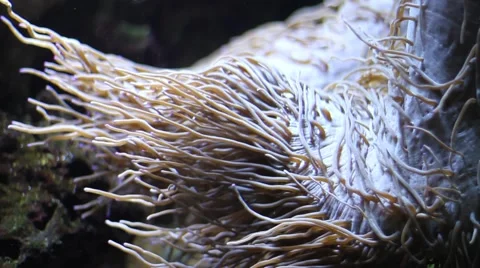 Beautiful underwater plants Stock Footage 47393129