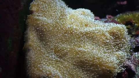 Beautiful underwater plants Stock Footage 47393183
