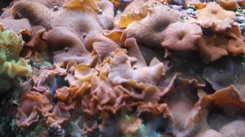 Beautiful underwater plants Stock Footage 47393345