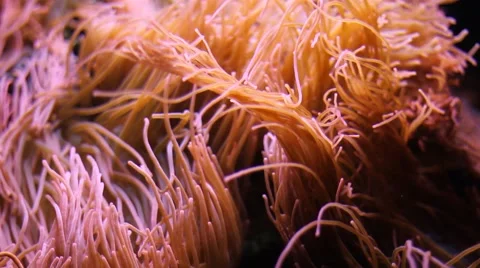 Beautiful underwater plants Stock Footage 47393346