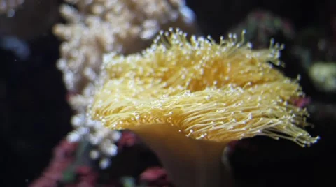 Beautiful underwater plants Stock Footage 47393369