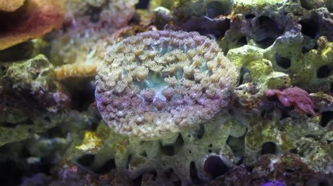 Beautiful underwater plants Stock Footage 47393460