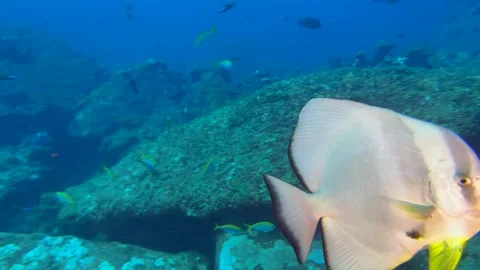 A beautiful underwater scene featuring large silver bat fish Stock Footage 344095866