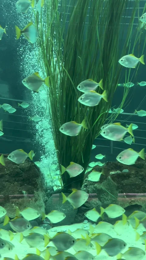 A Beautiful Underwater Scene Featuring Vibrant Schools of Fish and Various Stock Footage 319008493