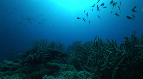 Beautiful underwater scene Stock Footage 40083196