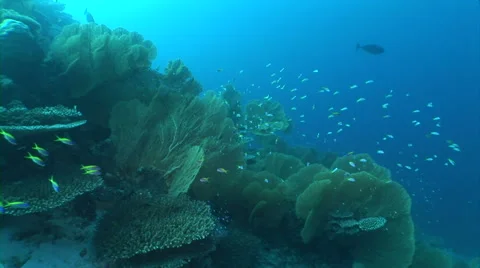 Beautiful underwater scene Stock Footage 40083203