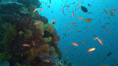 Beautiful underwater scene Video stock 56791198