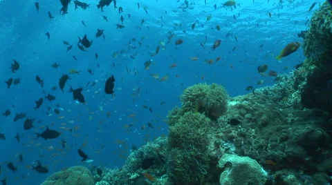 Beautiful underwater scene Stock Footage 56791231