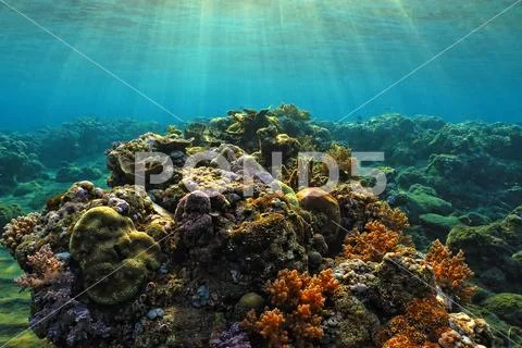 Beautiful underwater tropical coral reef with sun rays Stock Photos