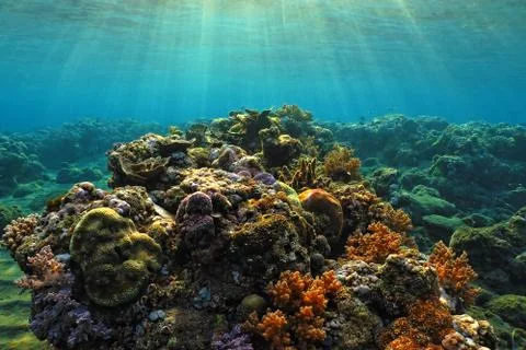 Beautiful underwater tropical coral reef with sun rays Stock Photos