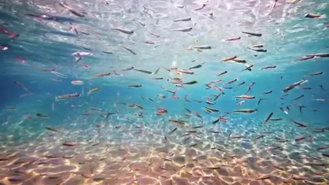 Beautiful underwater views Stock Footage 328448539