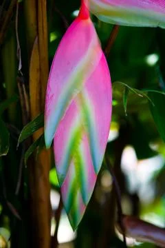 Beautiful unusual exotic colorful Heliconia plant close-up. Stock Photos