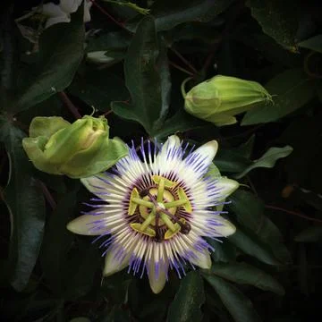 A beautiful unusual flower. Stock Photos