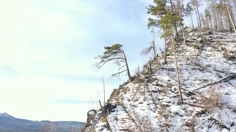 Beautiful unusually curved tree Stock Footage 126320219