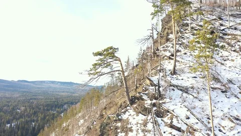 Beautiful unusually curved tree Stock Footage 126320253