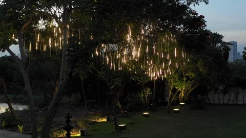 Beautiful upclose view of a tree Stock Footage 105178083