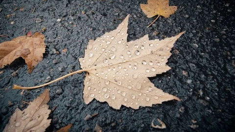 Beautiful Upturned Leaf in the Road After a Rainstorm Stock Footage 90870126