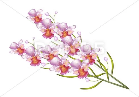 Beautiful Vanda Orchid Isolated on White Background Stock Illustration