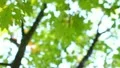 The beautiful varicoloured autumn forest HD Footage