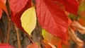 The beautiful varicoloured autumn forest leaves HD Footage