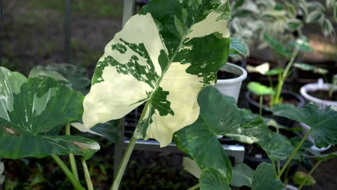Beautiful variegated philodendron plants rare exotic colour plant for domesti Stock Footage 166350379