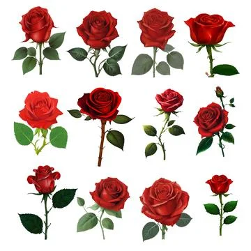 Beautiful  vector art of Rose Bundle. Stock Illustration