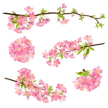 Beautiful Vector Cherry Blossom Branches - Japanese Sakura Flower Stock Illustration