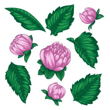 Beautiful Vector flowers set. Colorful floral collection with leaves and flow Stock Illustration