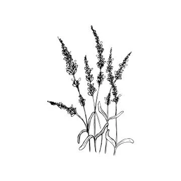 Beautiful vector hand drawn lavender herb Illustration. Detailed retro style Stock Illustration