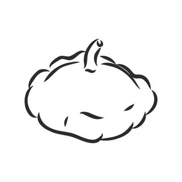 Beautiful vector hand drawn vegetables Illustration. Detailed retro style rad Stock Illustration
