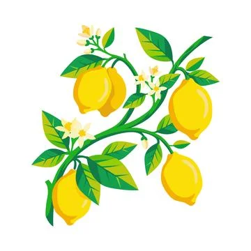 Beautiful vector illustration of a lemon tree branch featuring ripe yellow .. Stock Illustration